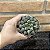 Haworthia Mirror Ball Pote 9 - Imagem 3