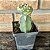 Cacto Astrophytum Asterias Variegata Enxertado Pote 11 - Imagem 1