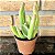 Kalanchoe Luciae Oricula Pote 11 - Imagem 1