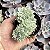 Echeveria Lemon Lime variegata cristata pote 9 - Imagem 1