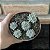 Graptopetalum pachyphyllum Blue Beam  pote 11 - Imagem 3