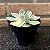 Echeveria Subsessilis Variegata Pote 11 - Imagem 3
