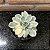 Echeveria Subsessilis Variegata Pote 11 - Imagem 1