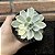 Echeveria Subsessilis Variegata Pote 11 - Imagem 2