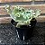 Echeveria Verrugas Pote 11 - Imagem 2