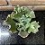 Echeveria Verrugas Pote 11 - Imagem 1