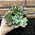 Echeveria Verrugas Pote 11 - Imagem 3