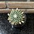 Mammillaria Karwinskiana pote 11 - Imagem 2