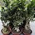 Ficus Microcarpa 'ginseng' Cuia 21 - Imagem 1
