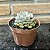 Echeveria Accolade Pote 11 - Imagem 2