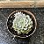Echeveria Accolade Pote 11 - Imagem 1