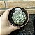 Echeveria Accolade Pote 11 - Imagem 3