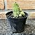 Cacto Lobivia Sylvestris Pote 9 - Imagem 3