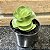 Portulaca Molokiniensis Pote 11 - Imagem 2