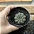 Gymnocalycium Quehlianum Pote 9 - Imagem 3