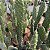 Opuntia Consolea Rubescens (cacto Cowboy) Pote 11 - Imagem 3