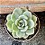 Echeveria Amabile Pote 11 - Imagem 1