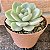 Echeveria Amabile Pote 11 - Imagem 2