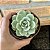 Echeveria Amabile Pote 11 - Imagem 3