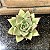Echeveria Agavoides Ebony Pote 11 - Imagem 1