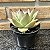 Echeveria Agavoides Ebony Pote 11 - Imagem 2