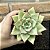 Echeveria Agavoides Ebony Pote 11 - Imagem 3