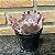 Echeveria Gorgon's Grotto Cuia 13 - Imagem 2