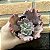 Echeveria Gorgon's Grotto Cuia 13 - Imagem 3