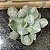 Echeveria Macaron Cuia 13 - Imagem 1