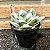 Echeveria Macaron Cuia 13 - Imagem 2