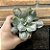 Echeveria Macaron Cuia 13 - Imagem 3