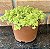 Sedum Oro Pote 11 - Imagem 1
