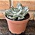 Echeveria Heart Delight - Pote 11 - Imagem 2