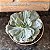 Echeveria Heart Delight - Pote 11 - Imagem 1