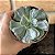 Echeveria Heart Delight - Pote 11 - Imagem 3