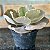 Echeveria Pretty Darkness Pote 11 - Imagem 2