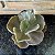 Echeveria Pretty Darkness Pote 11 - Imagem 1