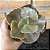 Echeveria Pretty Darkness Pote 11 - Imagem 3