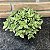 Crassula Springtime Colônia Pote 11 - Imagem 2