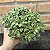 Crassula Springtime Colônia Pote 11 - Imagem 3