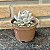 Echeveria Orpet Pote 11 - Imagem 1