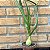 Cebola Grávida (albuca Bracteata) Pote 11 - Imagem 1