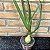 Cebola Grávida (albuca Bracteata) Pote 11 - Imagem 2