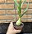 Cebola Grávida (albuca Bracteata) Pote 11 - Imagem 3
