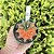 Cacto Gymnocalycium Mihanovichii Variegata Pote 11 Edição Limitada - Imagem 8