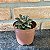 Echeveria Monocerotis variegata pote 9 - Imagem 2