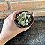Echeveria Monocerotis variegata pote 9 - Imagem 3