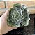 Echeveria Camisole pote 11 - Imagem 2