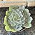 Echeveria Camisole pote 11 - Imagem 1