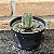 Crassula Templo de Buda pote 9 - Imagem 1